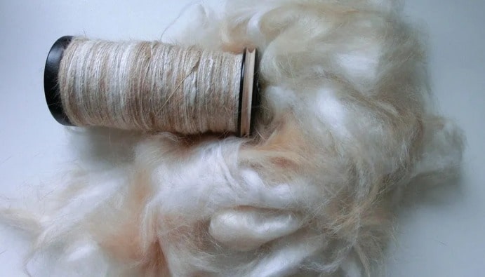 安哥拉羊毛是纯素吗？